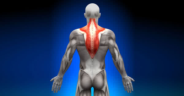 Im oberen Bereich des Rückens findet sich der Trapezmuskel, auch Musculus Trapezius genannt.